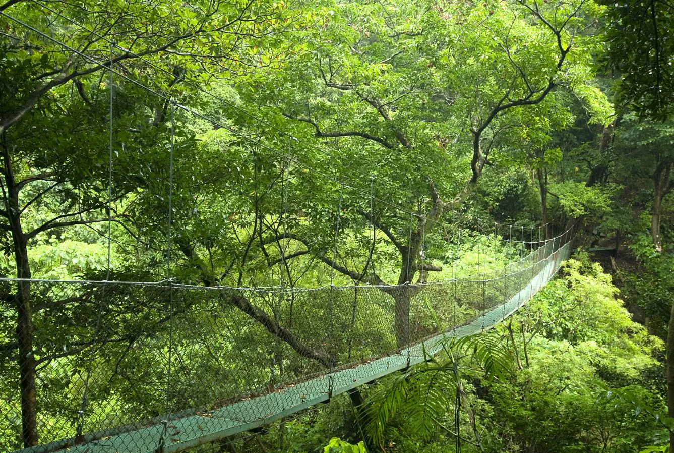 Pasión por los puentes colgantes. En los años 70, el Instituto Smithsoniano revolucionó la biología tropical en Costa Rica, al descubrir que la mayoría de la actividad biótica en los bosques se concentra en la zona superior. Desde entonces, se han construido decenas de puentes colgantes para contemplar muy de cerca los diferentes tipos de bosque, una naturaleza desbordante (Costa Rica tiene el 5 por ciento de la biodiversidad mundial) que atrae a miles de turistas.