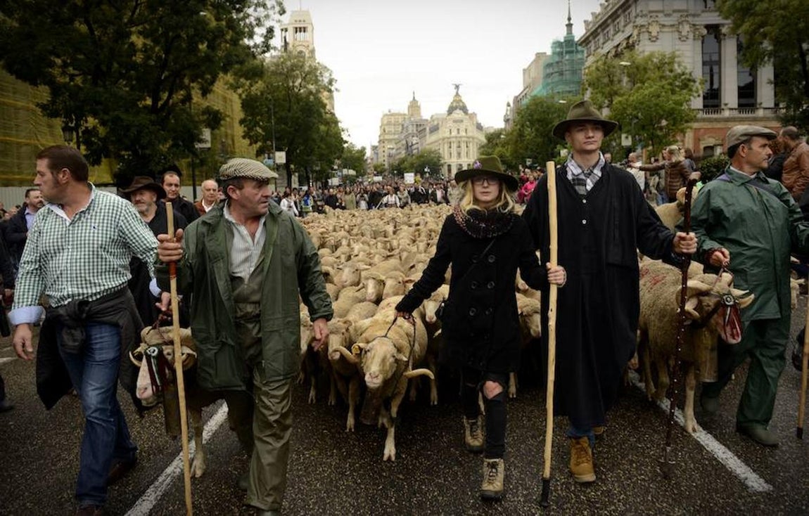 Las ovejas han recorrido este domingo el centro de Madrid.. 