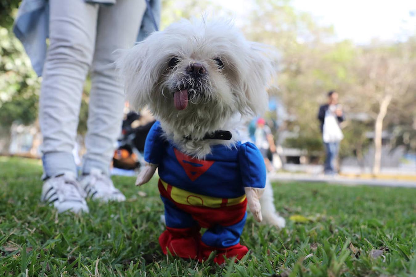Un perro vestido de Superman en el parque de Abtao Park, en San Isidro (Lima)