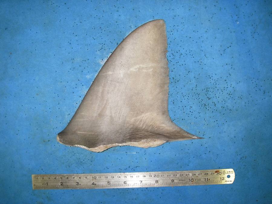 Por sus aletas los conocerás. 