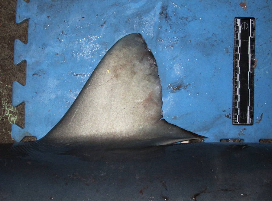 Por sus aletas los conocerás. El software permitirá la identificación de especies que se descargan en los puertos, incluso aunque los animales estén despiezados, como ocurre en algunos países cuya normativa no obliga a descargar los ejemplares enteros. Además, en un futuro, su utilidad puede extenderse a otras especies, explica la FAO.