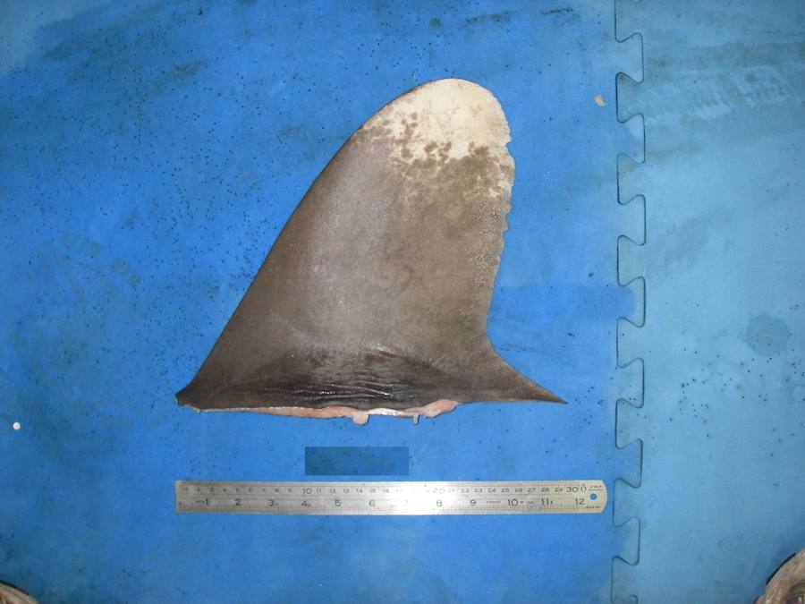 Por sus aletas los conocerás. 