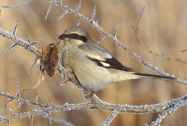 Las aves que dan más miedo. El alcaudón real caza pequeños mamíferos, aves o anfibios, y los empala en las ramas, espinas o alambres que tiene cerca; de modo que mantiene más o menos estáticas a sus presas mientras se alimenta de ellas.