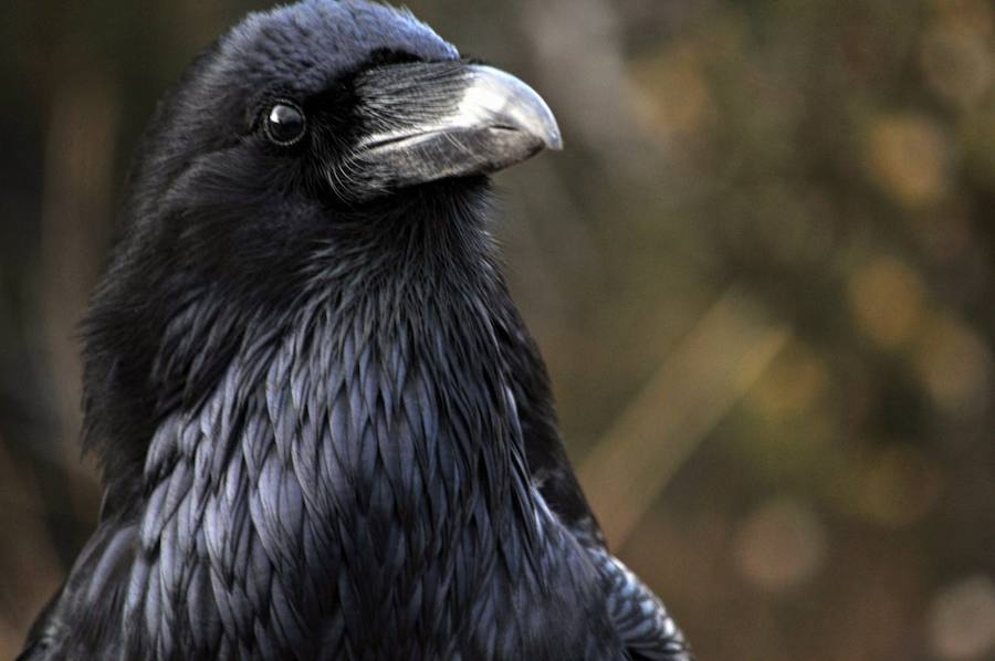 Las aves que dan más miedo. Tanto las películas de Disney como el escritor Edgar Allan Poe han identificado a esta ave con los malos presagios, recuerdan desde BirdLife International. El cuervo es un animal fuerte e inteligente.