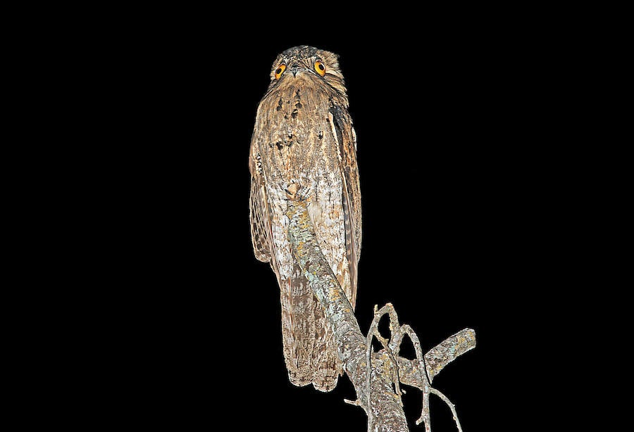 Las aves que dan más miedo