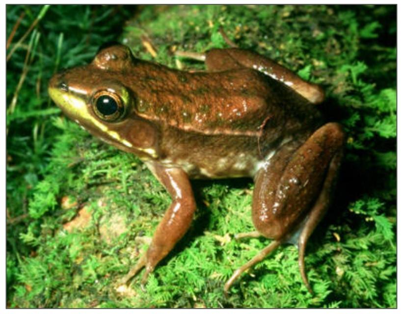 Florida protegerá a 57 de sus especies autóctonas más amenazadas. Cuatro serán anfibios, como la rana Okaloosae (Lithobates okaloosae).
