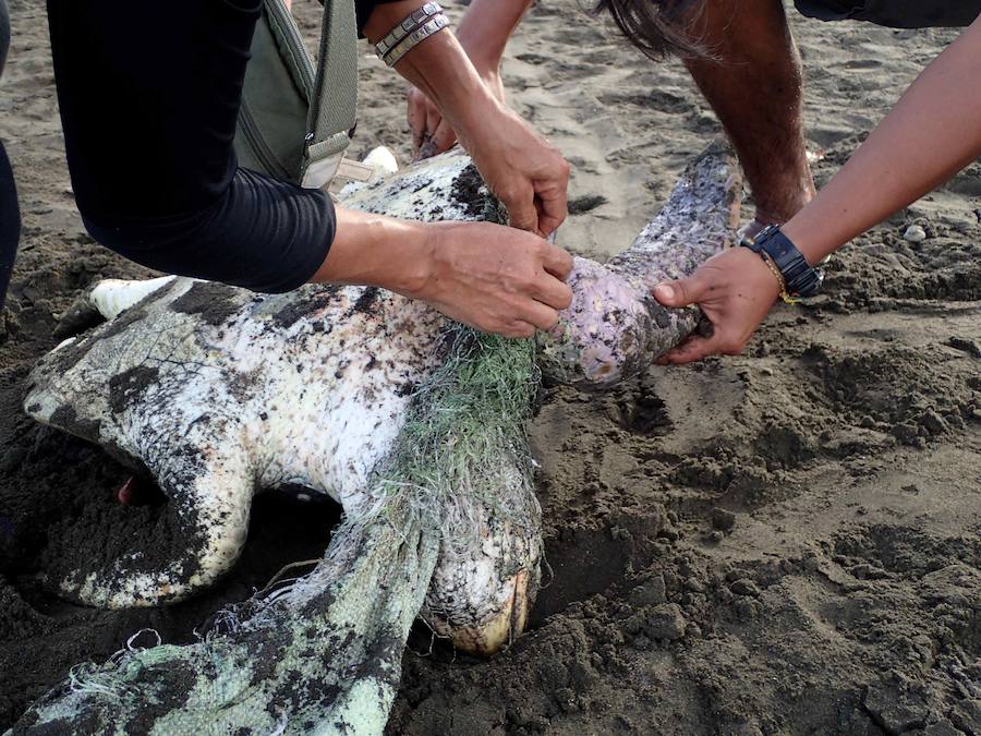 Espectacular «arribada» de decenas de miles de tortugas loras a Costa Rica