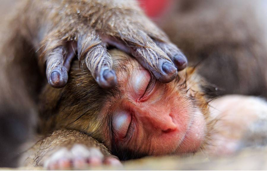 Las mejores fotografías de Naturaleza de 2016