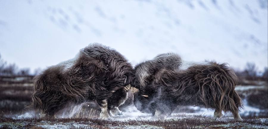 Las mejores fotografías de Naturaleza de 2016. 