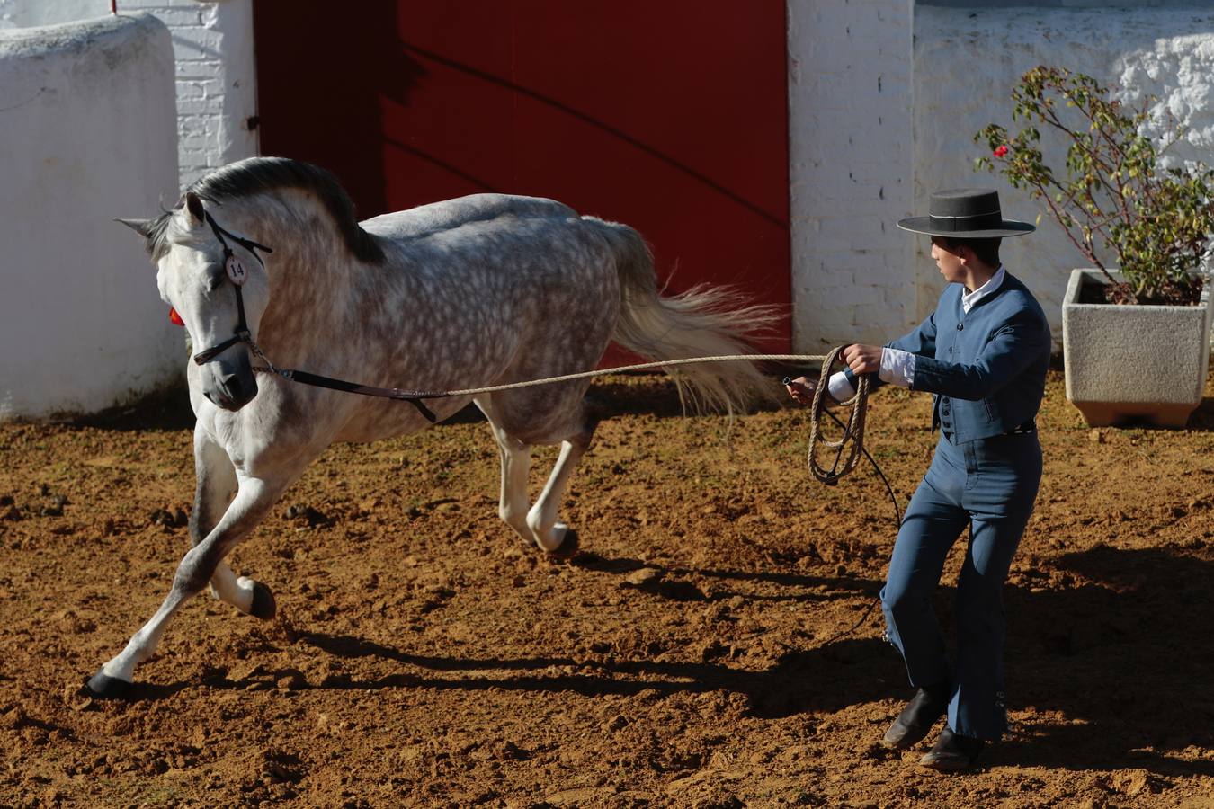 Caballos hispano-árabes en la Venta de Antequera