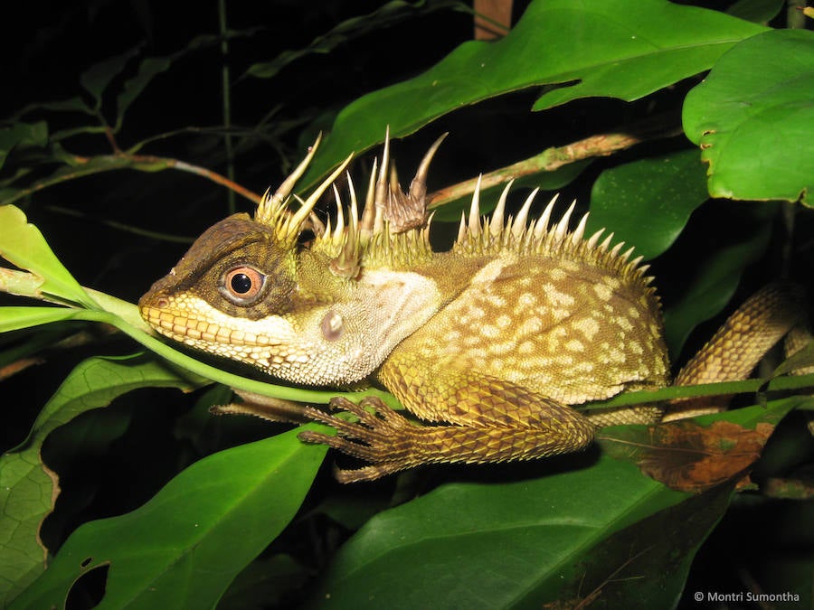 Encuentran 163 nueves especies en la región del Mekong. Acanthosaura phuketensis