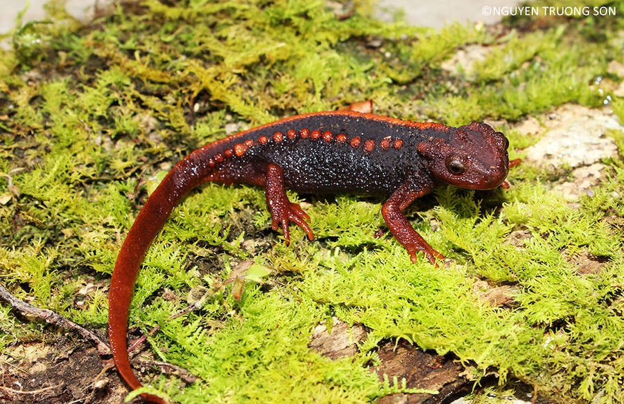 Encuentran 163 nueves especies en la región del Mekong. Tylototriton anguliceps
