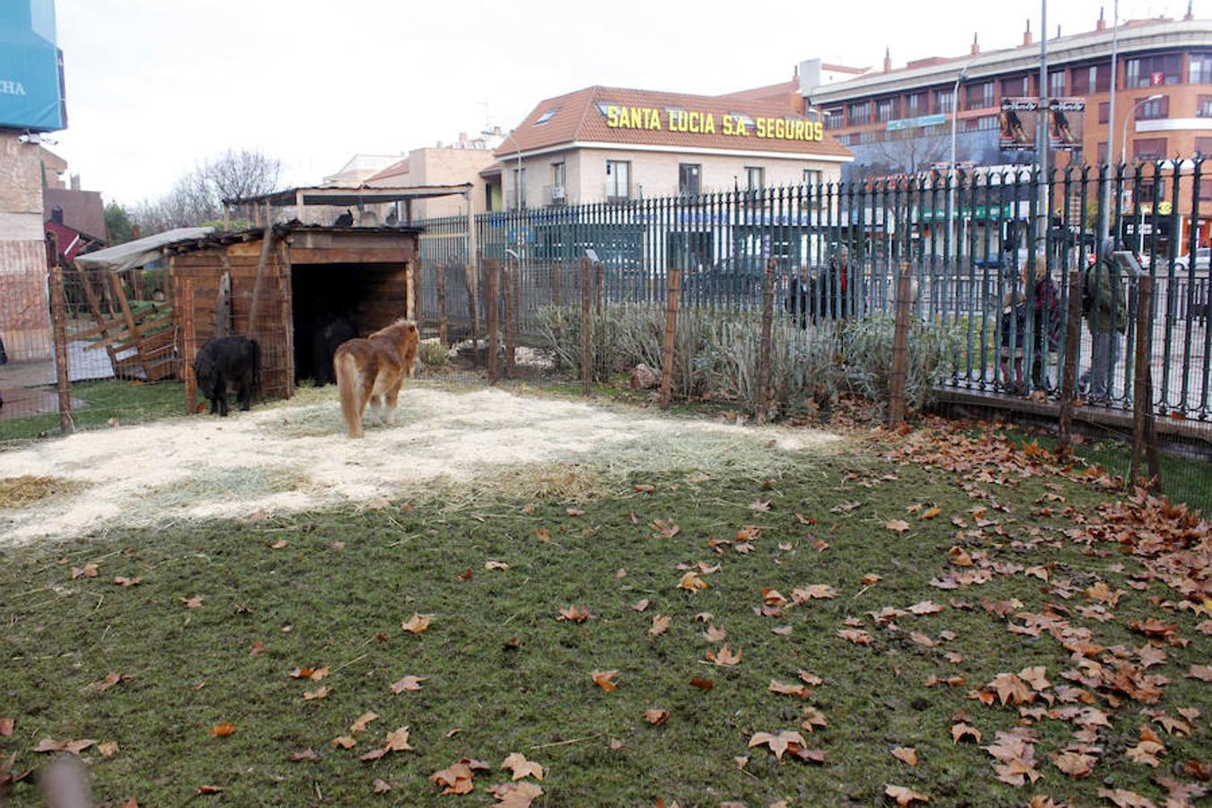 Caja Rural abre su belén con más de 70 animales