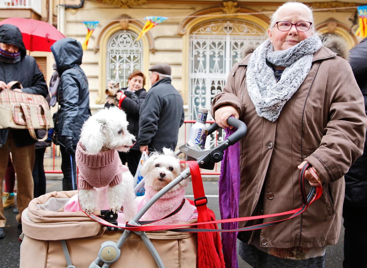 Bendición de animales por San Antón en Valencia. 