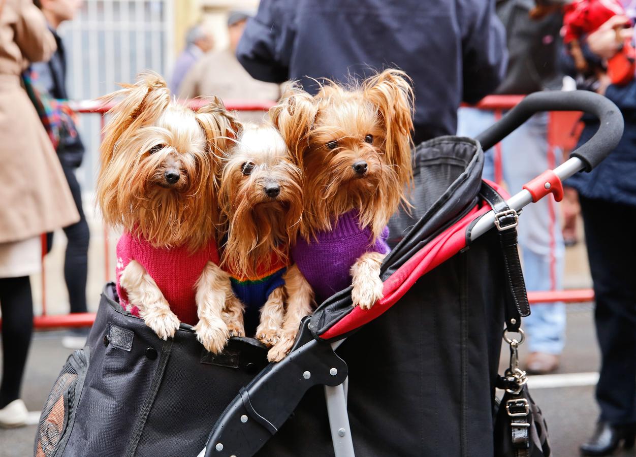 Bendición de animales por San Antón en Valencia