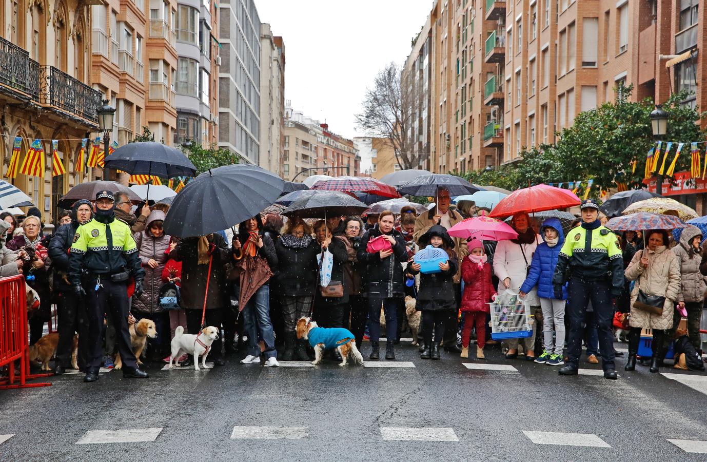 Bendición de animales por San Antón en Valencia. 