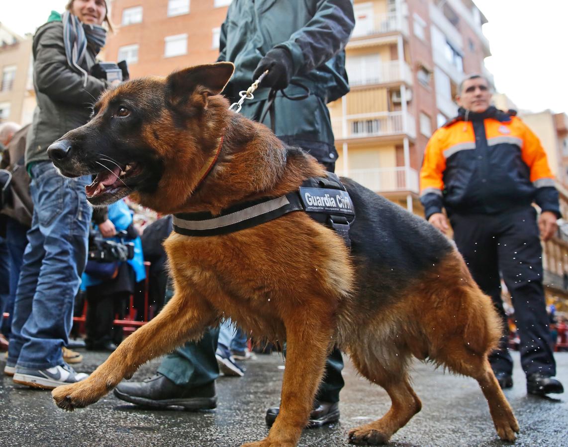 Bendición de animales por San Antón en Valencia. 