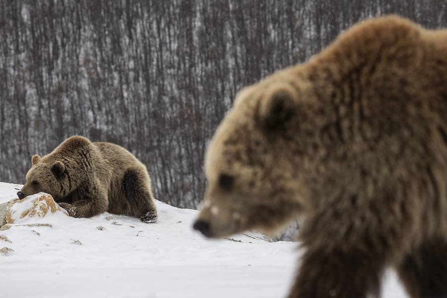 Adiós a las jaulas en las que malvivían dentro de restaurantes en Kosovo. Dos osos marrones disfrutan de la nieve en una reserva de osos situada cerca del pueblo de Mramor, en Kosovo