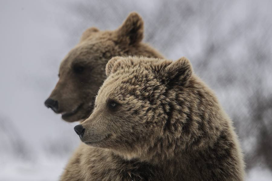 Adiós a las jaulas en las que malvivían dentro de restaurantes en Kosovo. Nacidos en los bosques de Kosovo y Albania, estos osos fueron arrebatados de sus madres cuando eran crías por traficantes de animales