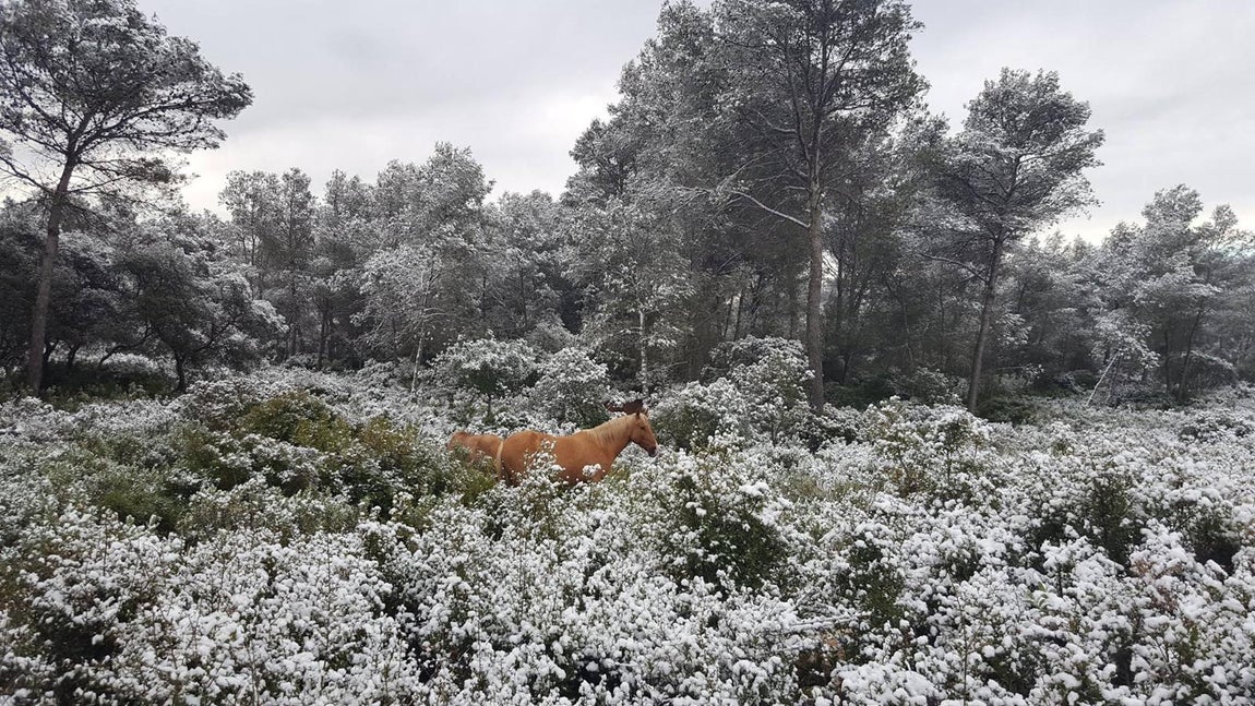 Montellano (Sierra de San Pablo)