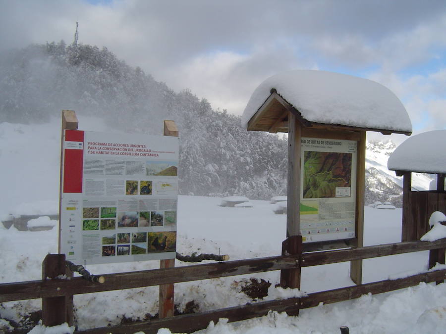 Intercambio de experiencias con otros expertos. El equipo del LIFE+ Urogallo cantábrico ha participado en reuniones técnicas internacionales y ha acogido a expertos de territorios. En concreto, se han intercambiado experiencias con Escocia, Polonia, Francia y Pirineos.