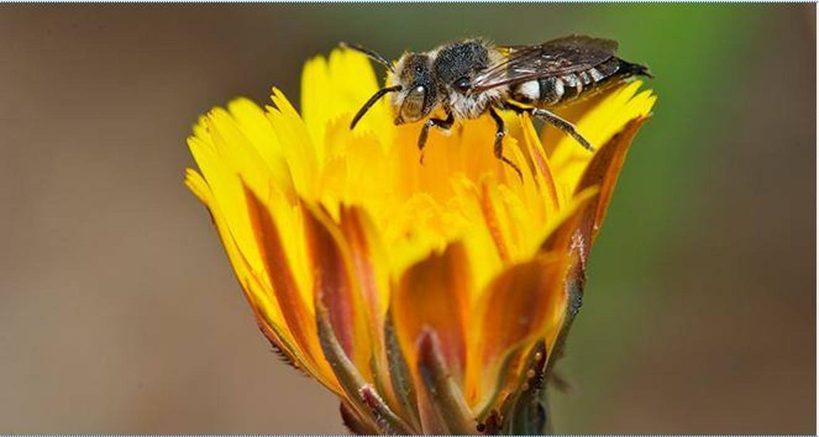 Microorganismos e invertebrados. La biodiversidad «escondida» está constituida por tantas especies que resulta incalculable. Los microorganismos y los invertebrados contribuyen a los ecosistemas con servicios como el control de enfermedades y plagas, la descomposición de la materia orgánica o la fijación del nitrógeno. Son esenciales para muchos procesos alimentarios y agroindustriales. Los servicios de polinización que aportan insectos y otros animales afectan al 35% de la producción mundial de cultivos.