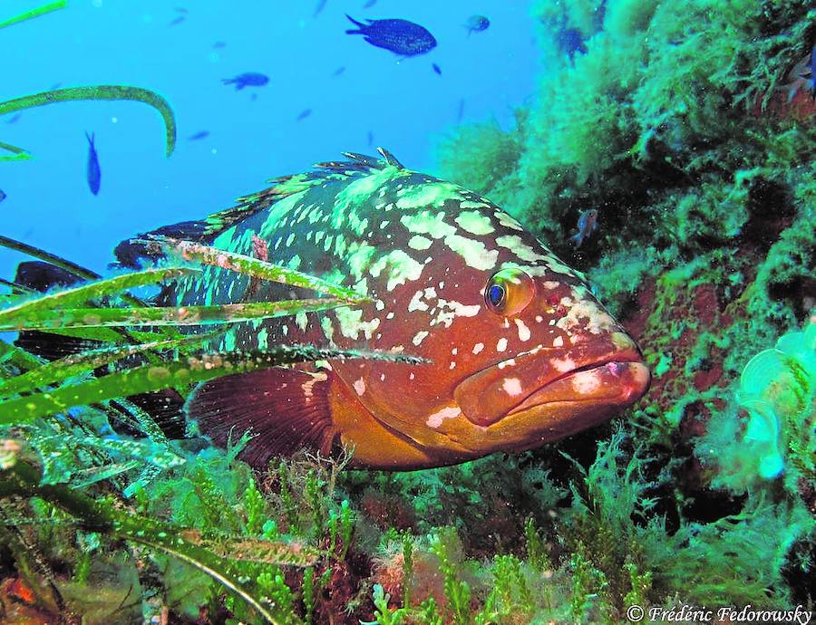 Biodiversidad acuática. El pescado aporta casi el 20% de la ingesta de proteínas animales a 3.000 millones de personas. Solo 10 grupos de especies constituyen el 30% de las capturas marinas mundiales. Los sistemas acuáticos del mundo están formados por más de 175.000 especies de peces, moluscos, crustáceos y plantas acuáticas. De éstas, un 0,3% son criadas como alimento y otros usos en aguas dulces, salinas, salobres y marinas.