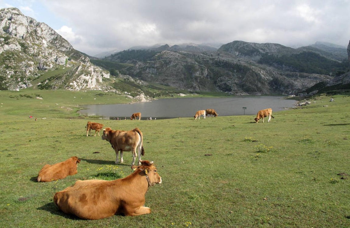 Animales. Solo el 14 de las más de 30 especies de mamíferos y aves domesticadas proporcionan el 90% de los recursos ganaderos. Hay Más de 8.800 razas de las que el 7% se han extinguido y el 17% están en peligro de extinción.