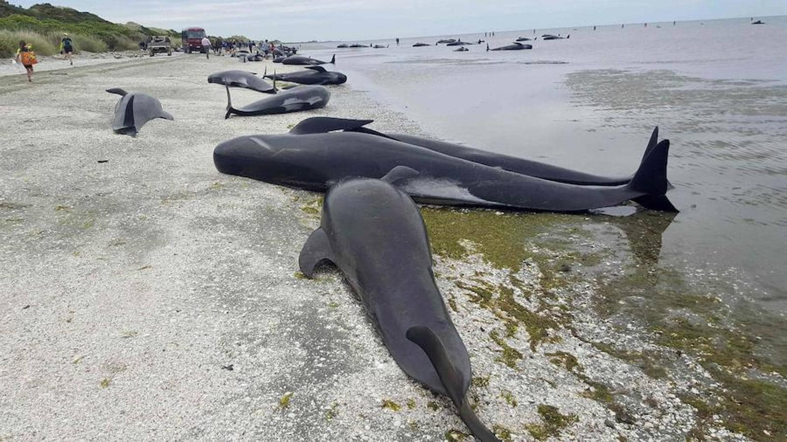 Voluntarios y ecologistas intentan salvar a las ballenas varadas en Farewell Spit, en la isla Sur de Nueva Zelanda
