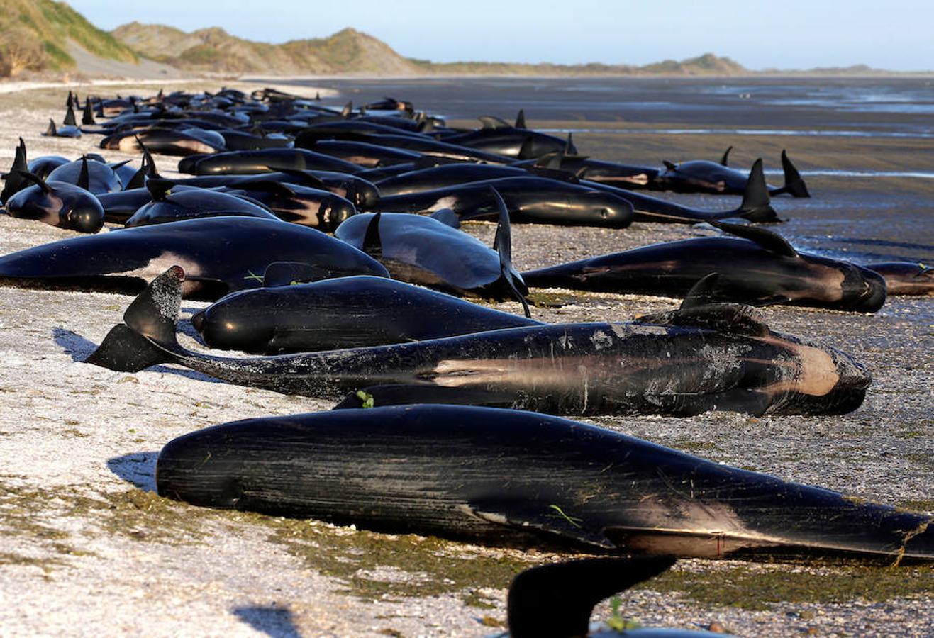 Las ballenas piloto han quedado varadas en una playa en Farewell Spit, en la isla Sur. Decenas de voluntarios y ecologistas de la zona se encuentran en la playa tratando de mantener con vida a las ballenas que han sobrevivido