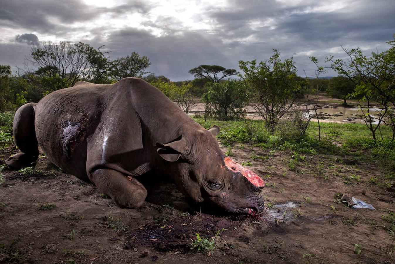Un rinoceronte muerto y despojado de su cuerno en una reserva natural en Sudáfrica  