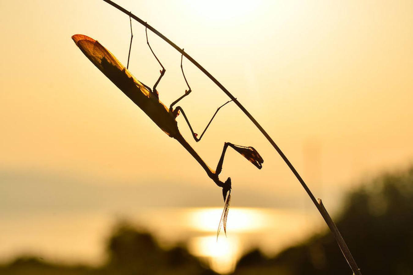 Día Mundial de la Vida Silvestre. 