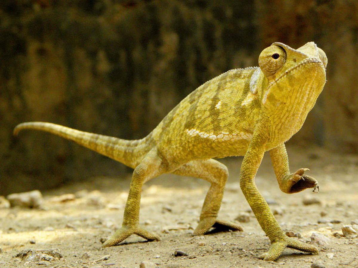 Día Mundial de la Vida Silvestre. 