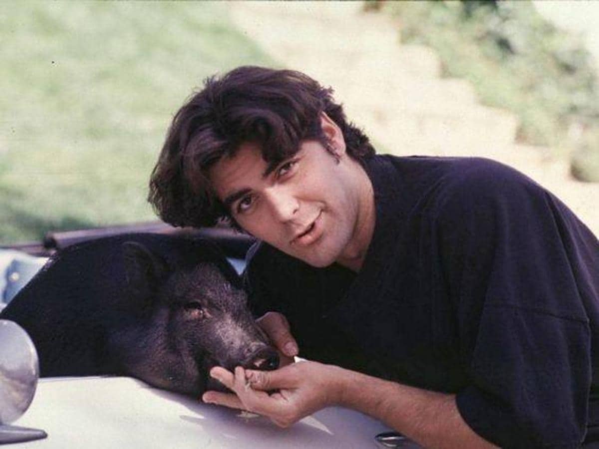 George Clooney tuvo un cerdo como mascota durante muchos años