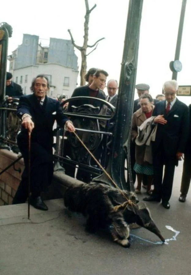 A principios de los 70, el pintor Salvador Dalí, famoso por sus excentricidades, puso de moda entre los miembros de la alta sociedad tener un oso hormiguero como mascota