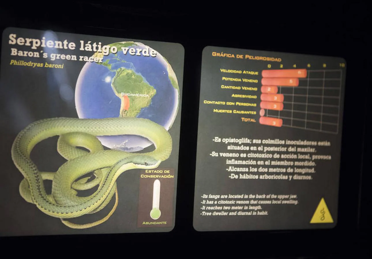 El veneno de la serpiente látigo verde es citotóxico de acción local: provoca inflamación en el miembro mordido