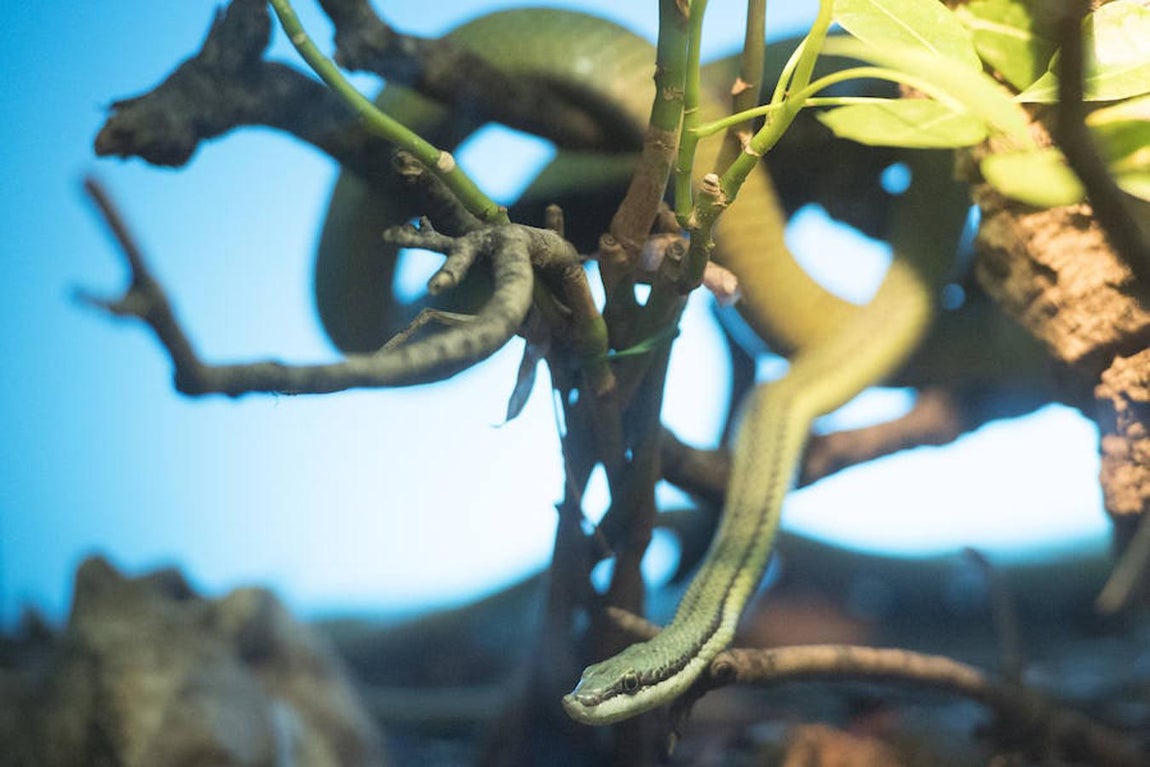 La serpiente látigo verde puede alcanzar los dos metros de longitud. 