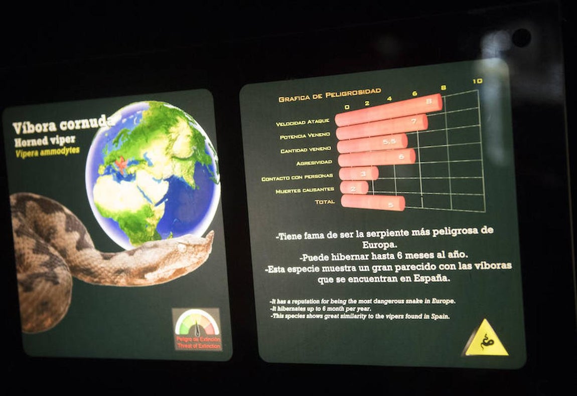 La víbora cornuda posee un gran parecido con las víboras que se encuentran en España. 