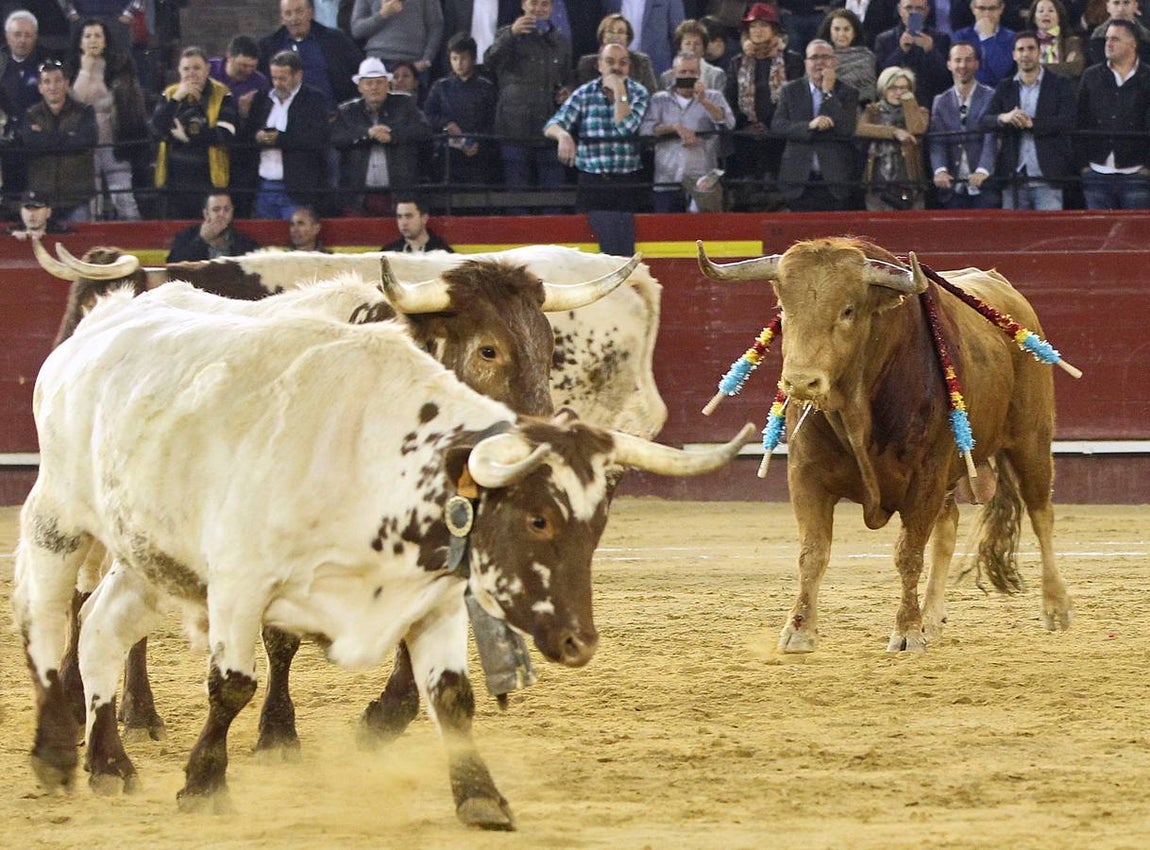 El toro «Pasmoso». 