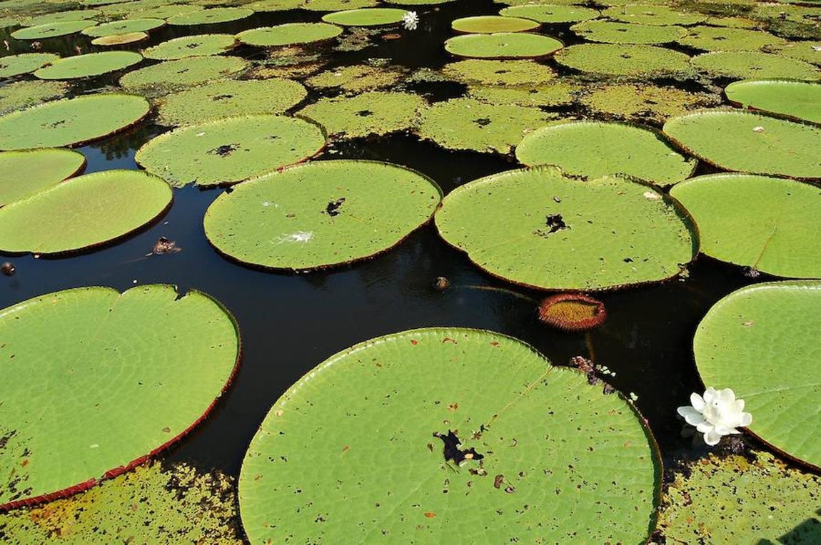 ¿Hace cuánto se formó el río más largo del mundo?. El río Amazonas surgió hace entre 9,4 y 9 millones de años, según un estudio realizado por investigadores de Países Bajos, Brasil, Panamá y Colombia a partir de análisis geoquímicos y panilológicos (estudio del polen y las esporas) de sedimentos procedentes de un pozo de exploración de hidrocarburos situado en la costa brasileña a 4,5 kilómetros bajo el nivel del mar, informa Servimedia.