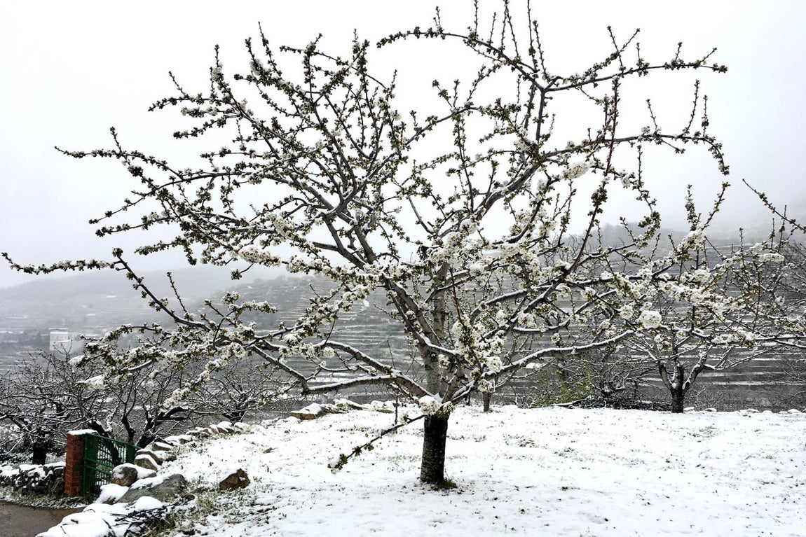 Cerezos en flor cubiertos por la nieve en Tornavacas (Cáceres. 