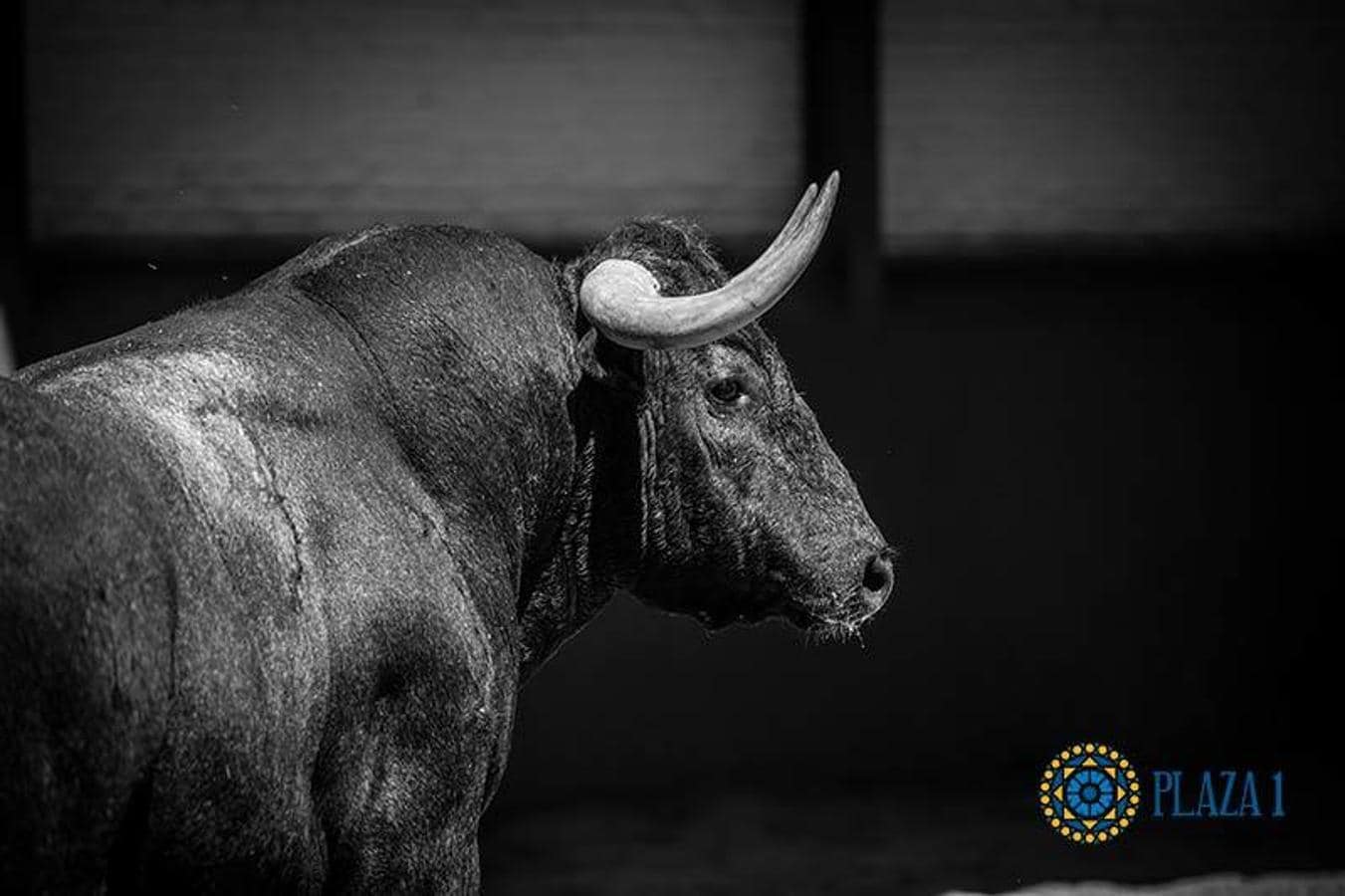 Así fue el «imponente desembarco» de los toros de Victorino en Las Ventas