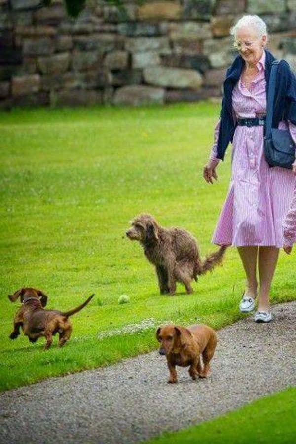 A la Reina Margarita de Dinamarca le encantan los perros, ha tenido más de 10 a lo largo de su vida