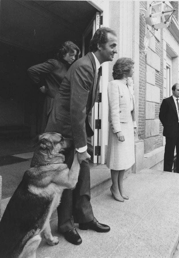 Se llama Arky y es, de todos los animales que ha tenido la Familia Real desde la restauración de la Monarquía, el que ha tenido más libertad para moverse por Palacio. 