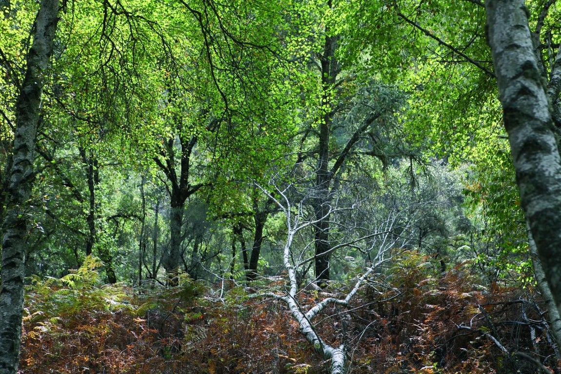 Abedular de Río Frío. 