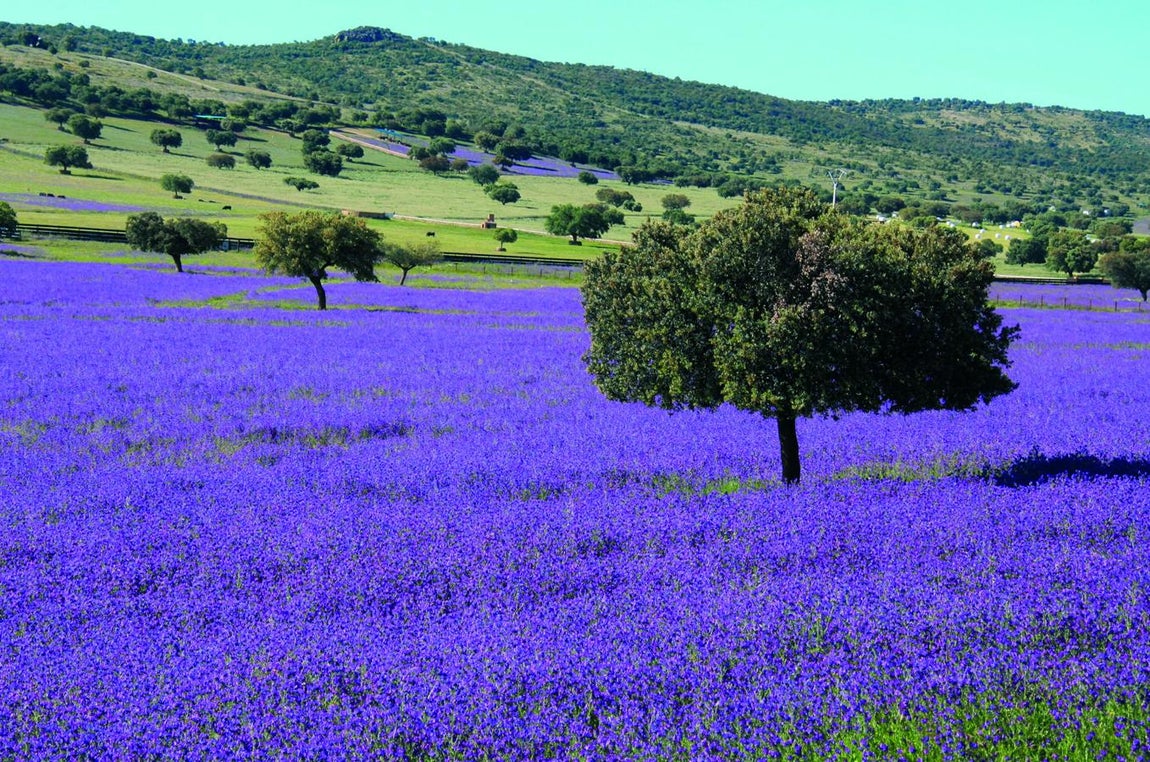 Primavera en Cabañeros. 