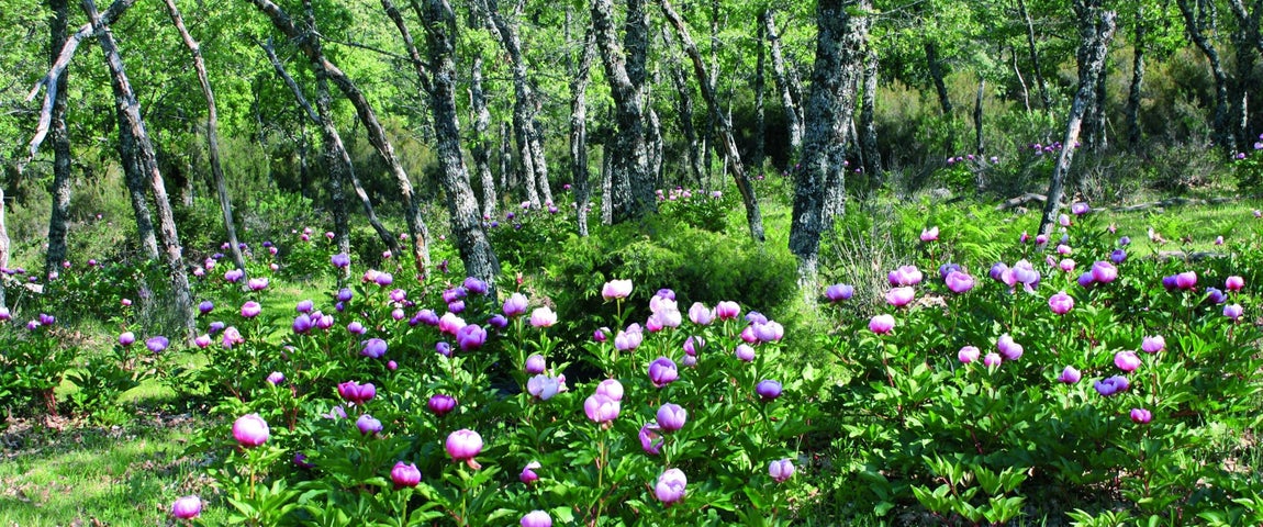 Sotobosques de peonías, en Cabañeros. 