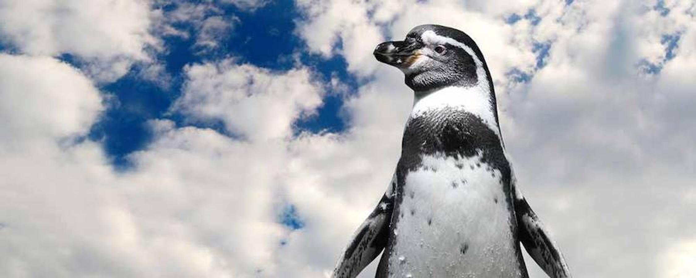 Día de los pingüinos. BirdLife International ha iniciado la campaña «Adopta a un pingüino»: <a href="https://penguin.birdlife.org/es">https://penguin.birdlife.org/es</a>