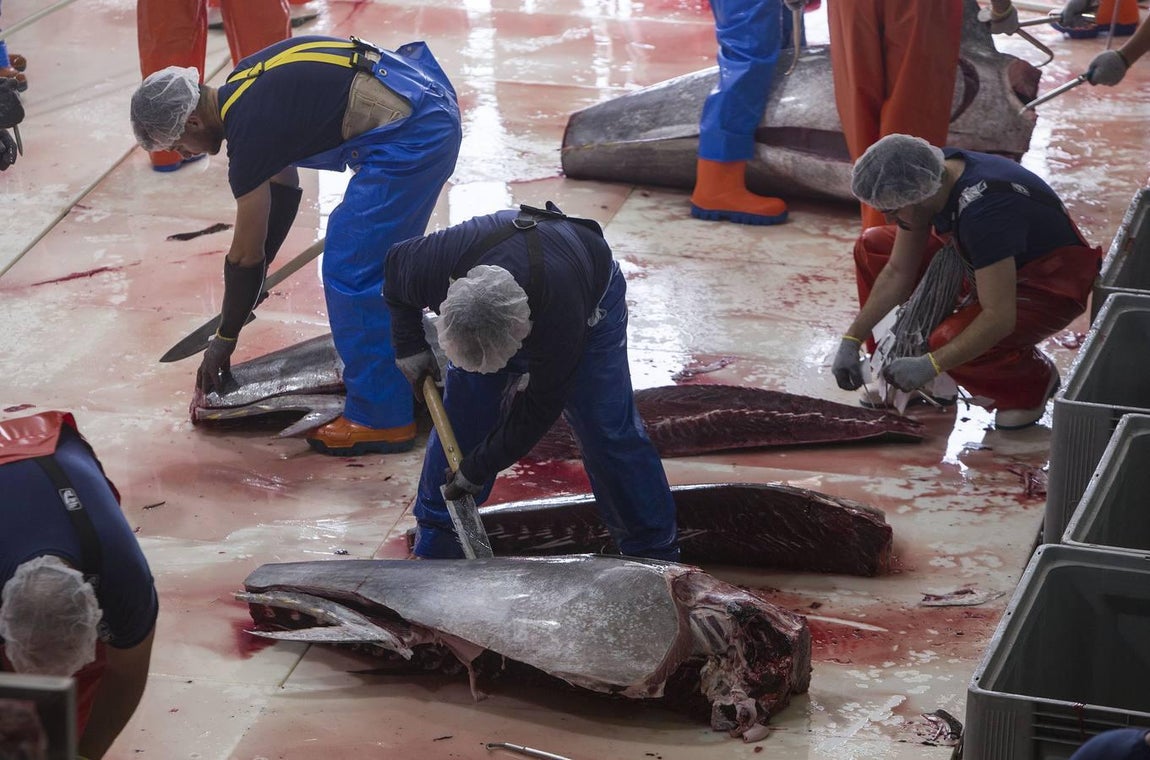 Primera &#039;levantá&#039; del atún en Barbate