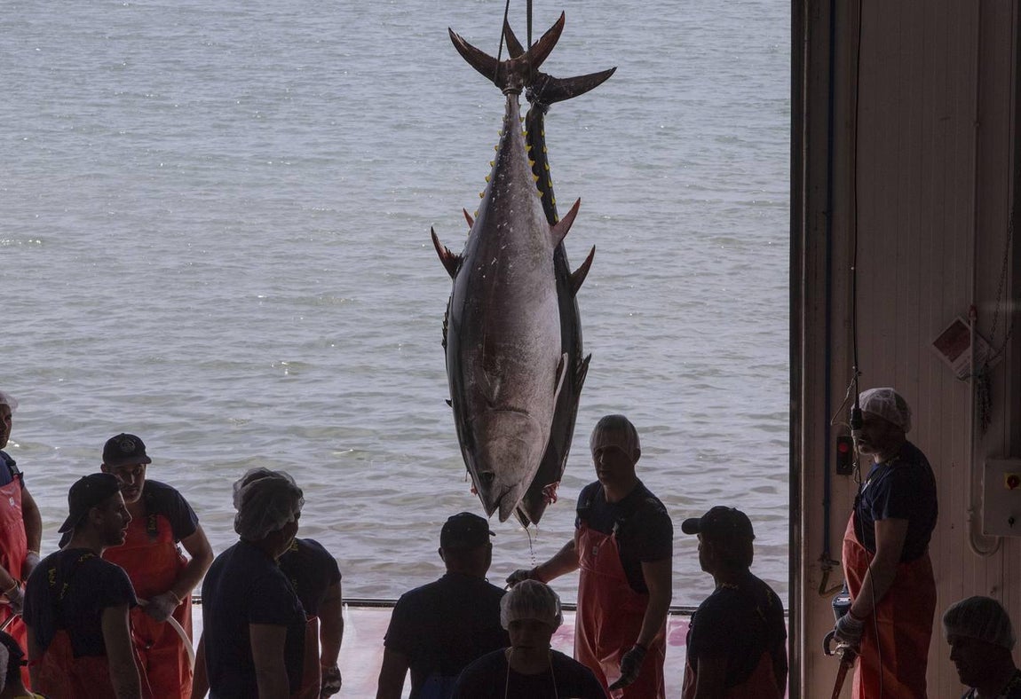 Primera &#039;levantá&#039; del atún en Barbate